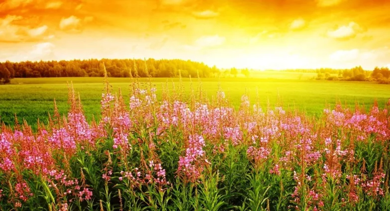 sunrise field