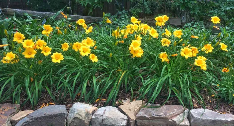 daylily garden border