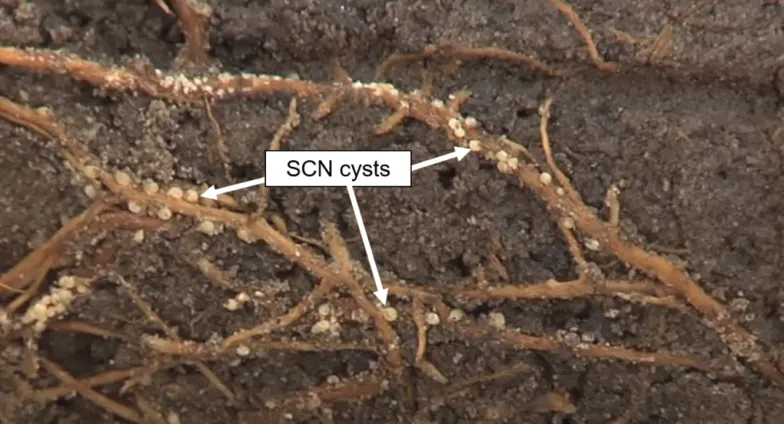 Soybean Cyst Nematode