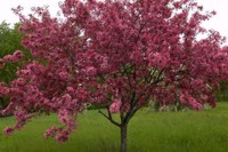 Adams Crabapple Tree
