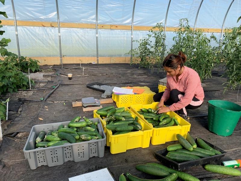 Woman examining cucumbers in a greehouse
