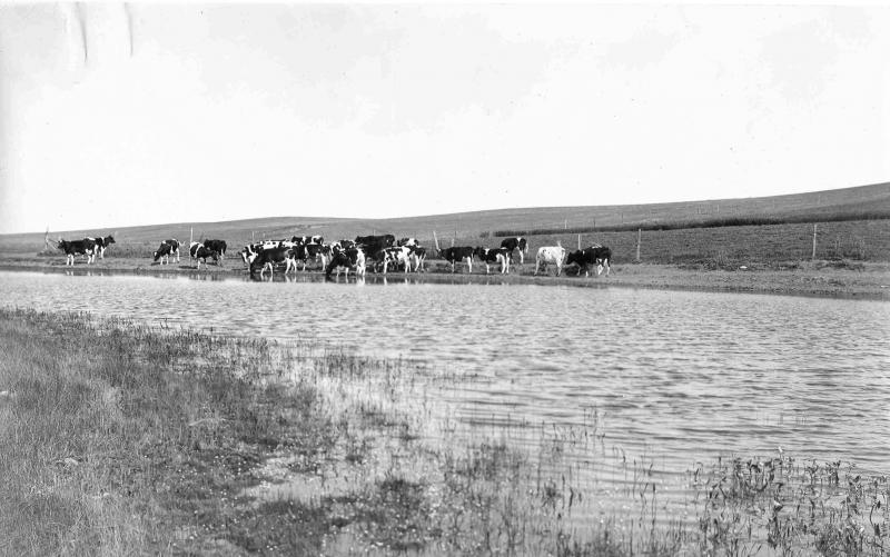 Black & white historical photo of dairy cows