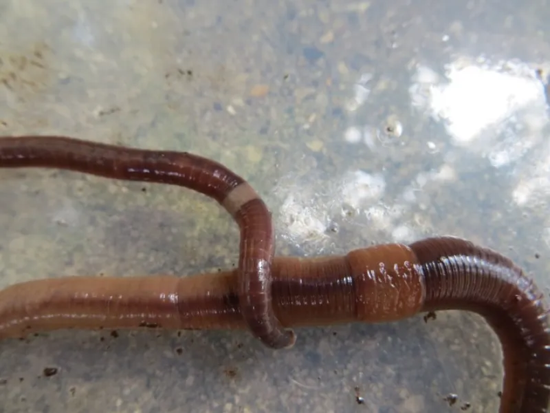 asian jumping worm compared to nightcrawler