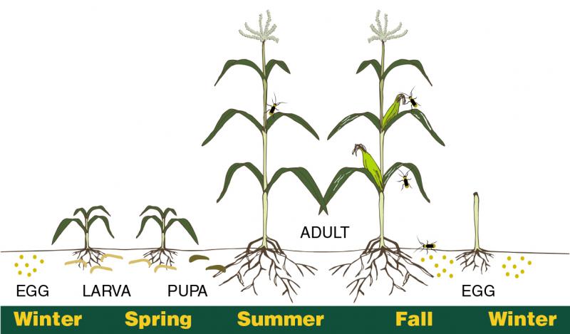 life stages of rootworm diagram: winter- egg and summer and fall adult, spring larva then pupas, spring 