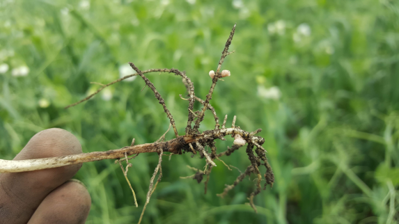 Root nodules on pea plants from Geddes farm 2018