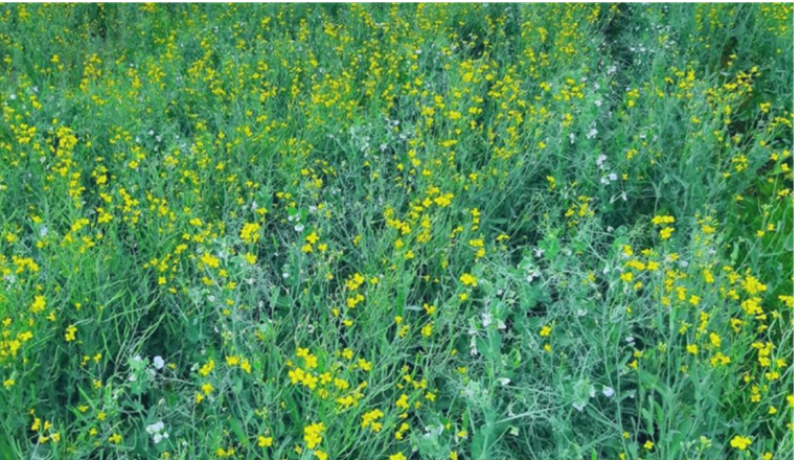 Canola and field pea intercropping picture