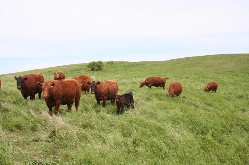 Beef cattle in field 