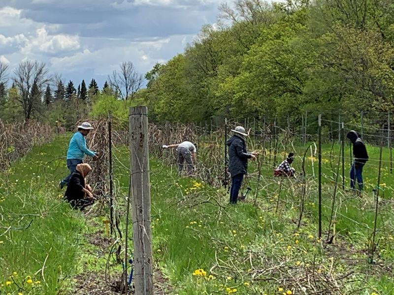 people pruning grapevines