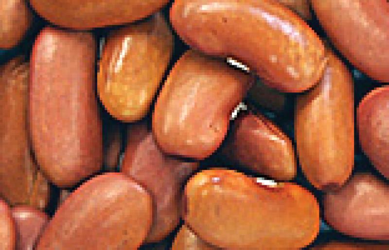 Light red kidney beans