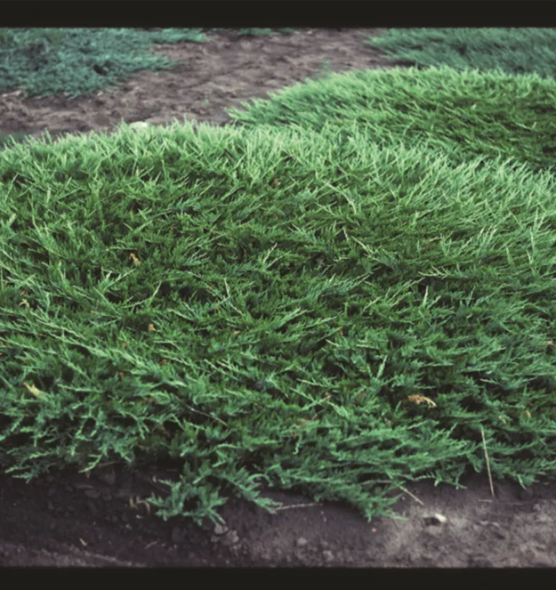 Creeping Juniper