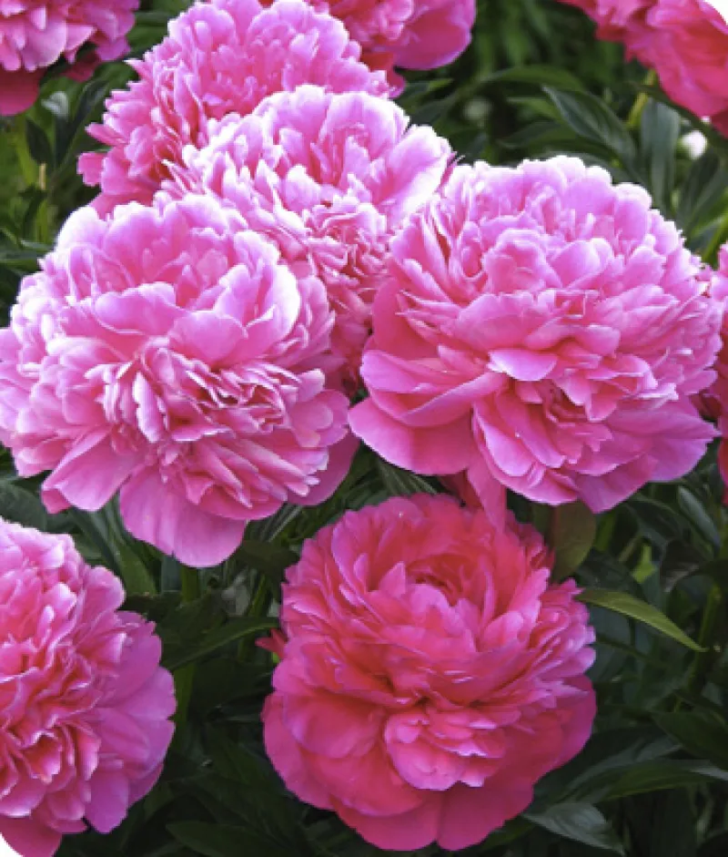 Peonies: A North Dakota Favorite | NDSU Agriculture