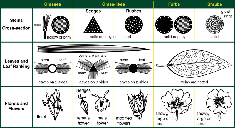 【id-plants】 Plant Identification Guide for Natural Systems | NDSU Agriculture