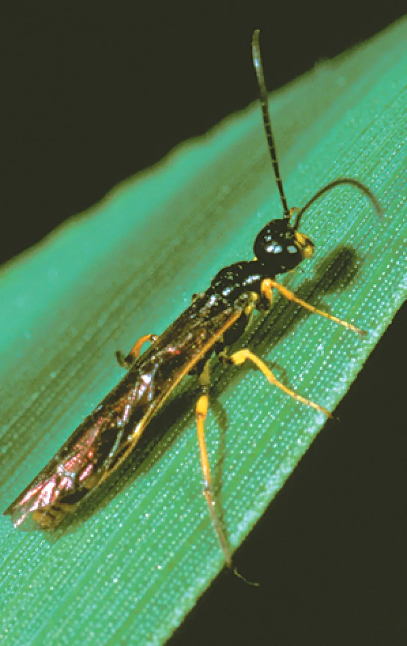 Wheat stem sawfly adult 
