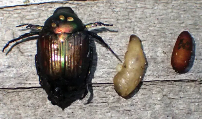 Integrated Pest Management of Japanese Beetle in North Dakota