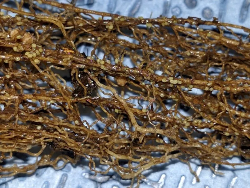 SCN females observed on soybean roots