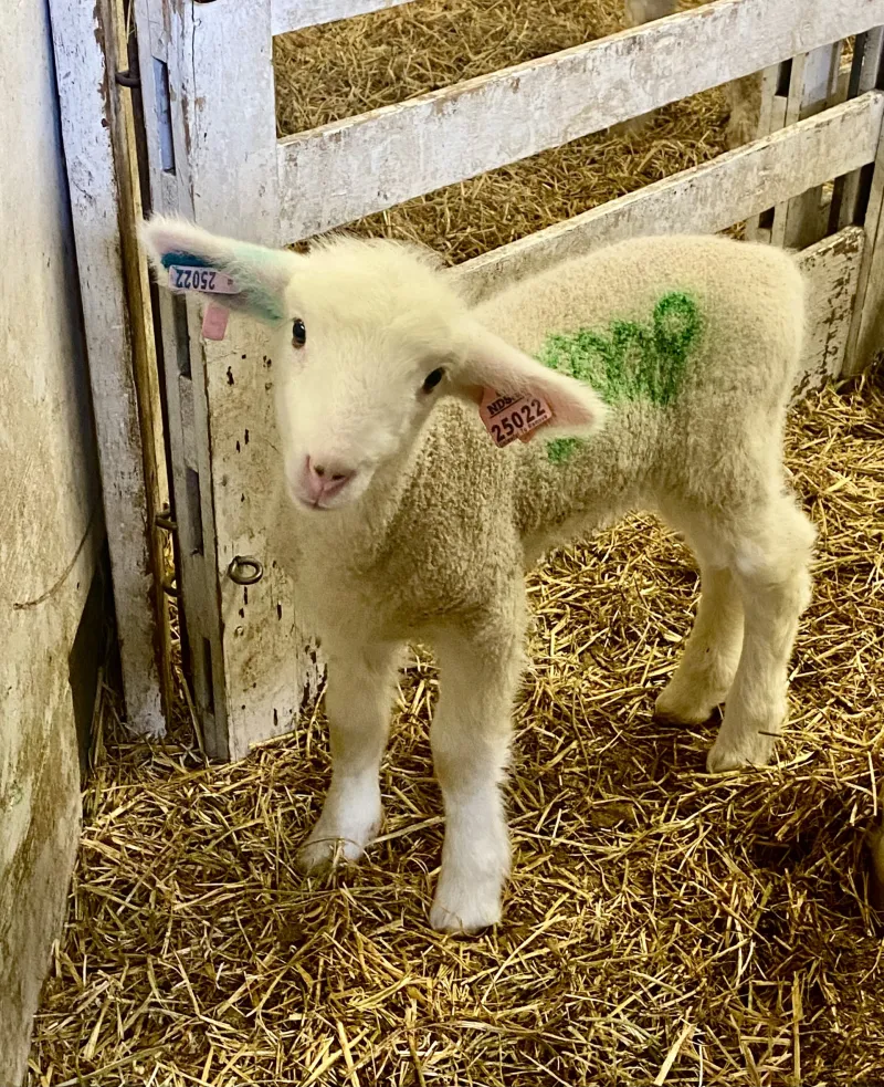 lamb in a pen