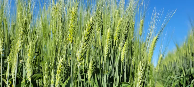 wheat