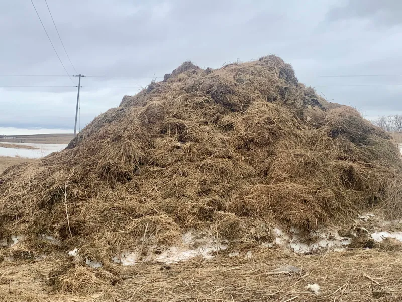 A pile of manure and straw in a snowy pasture.