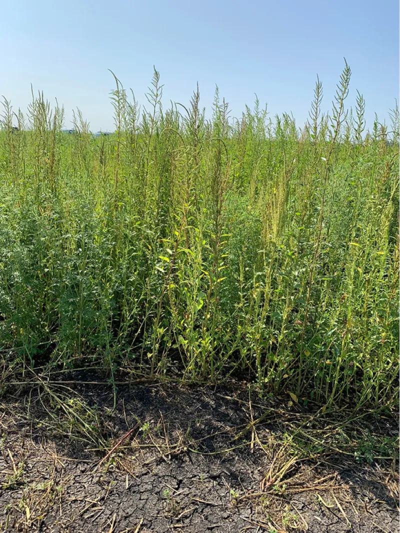 Waterhemp