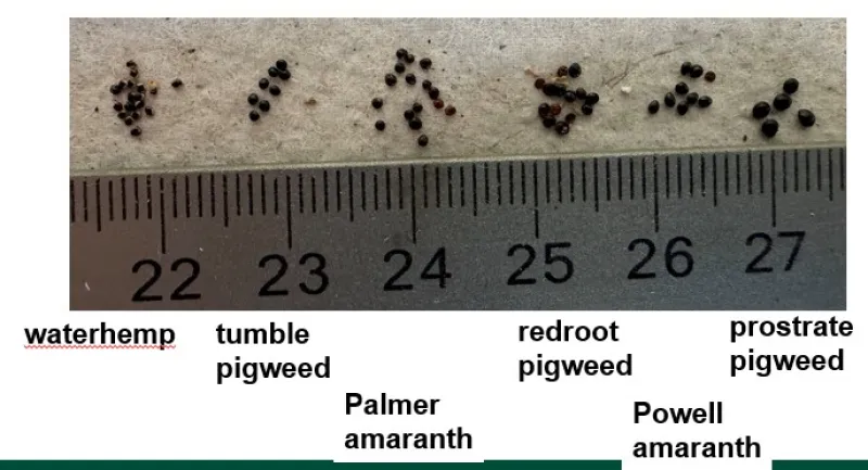 Small, round, dark brown to black seeds lay next to a ruler.