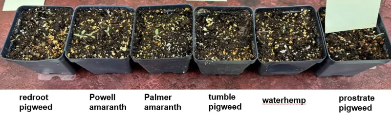 Small black pots of potting mix support tiny weed seedlings.