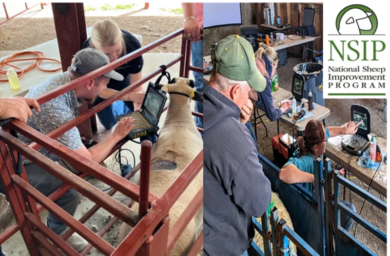 photo of ultrasounding sheep