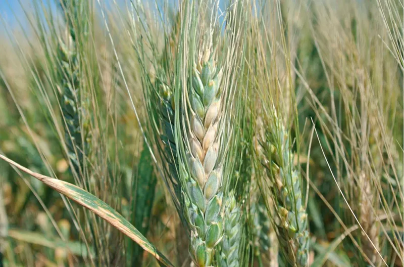 Figure 9