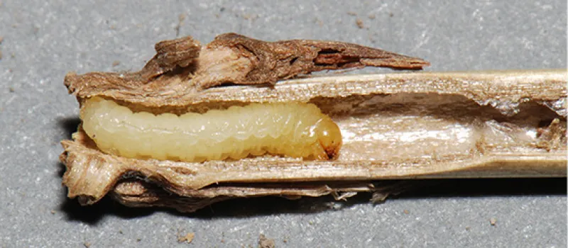 Figure 12