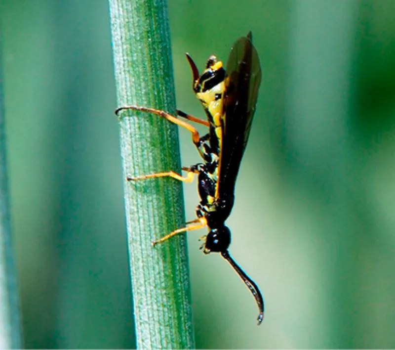 Figure 11
