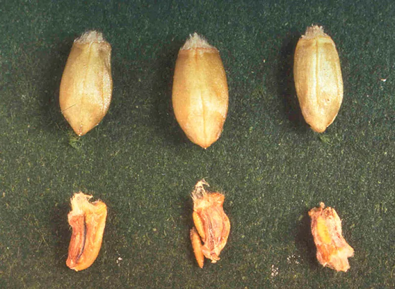 Figure 15