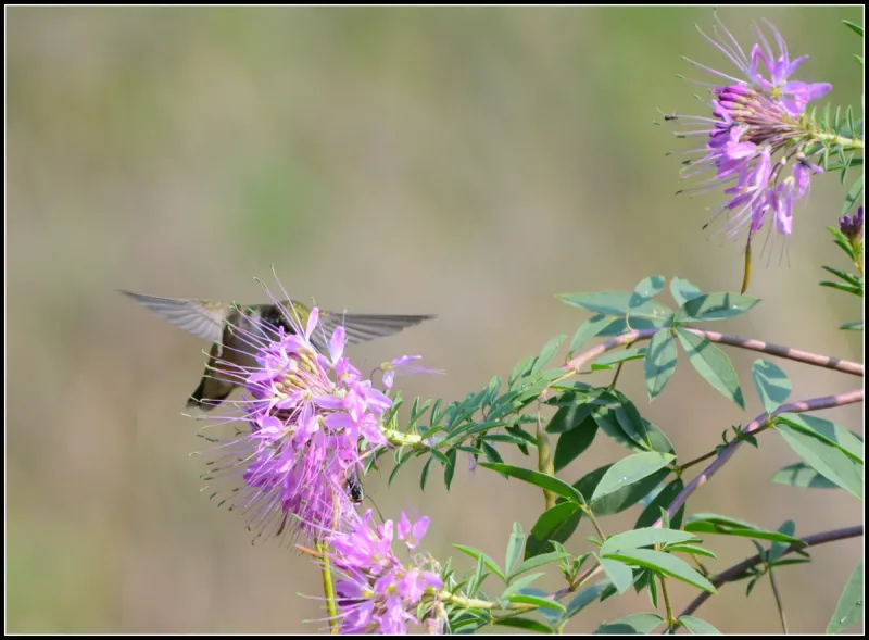 hummingbird drinks nectar
