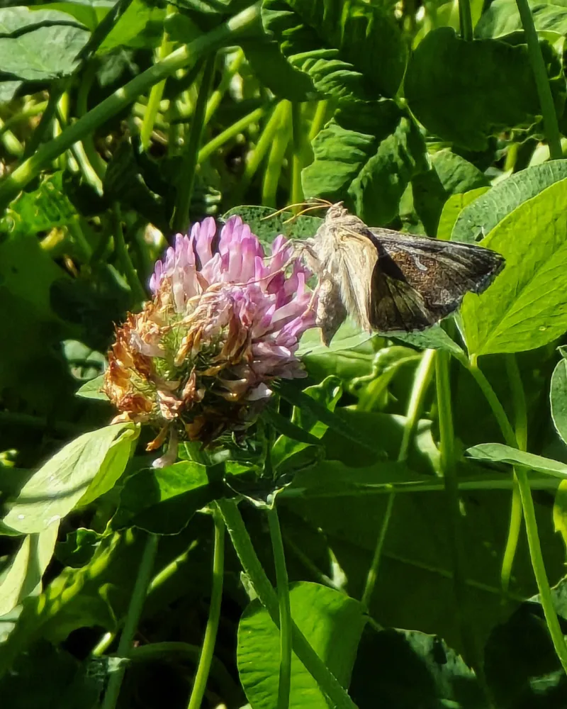 A moth lands on clover