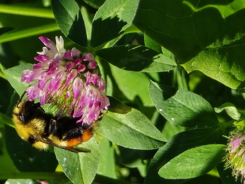 a bee lands on clover