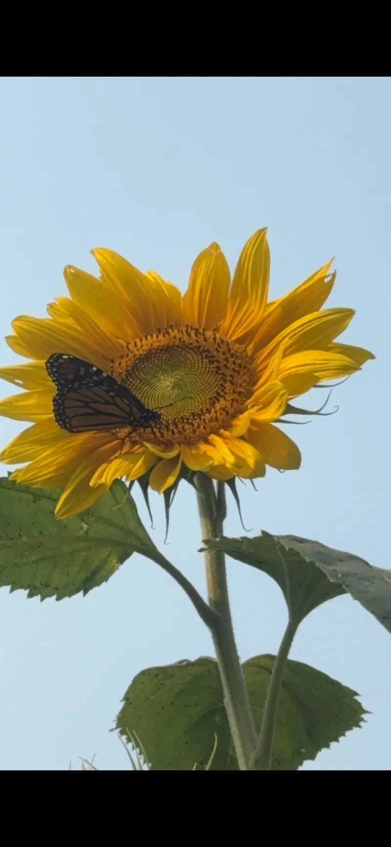 butterfly on sunflower