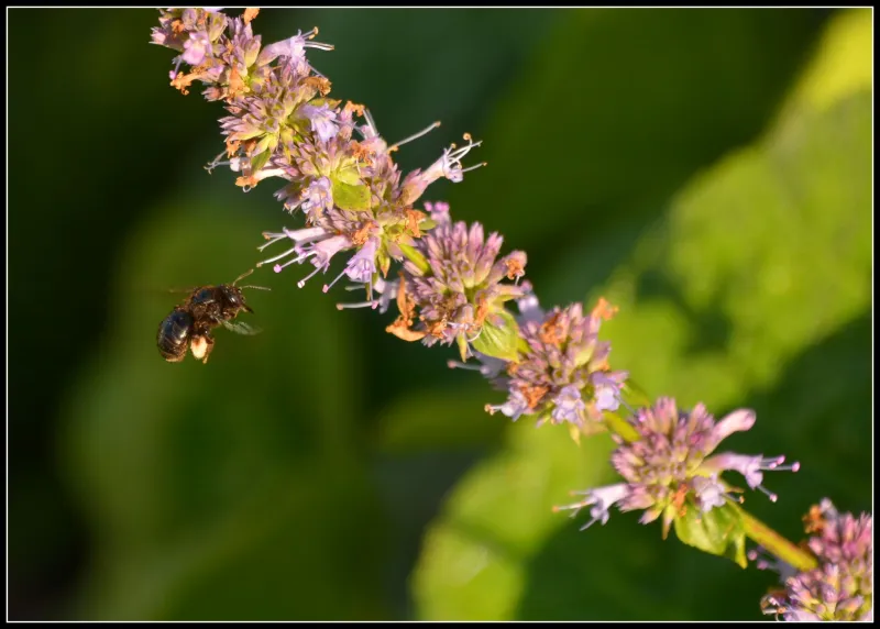 A bee approaches a flower