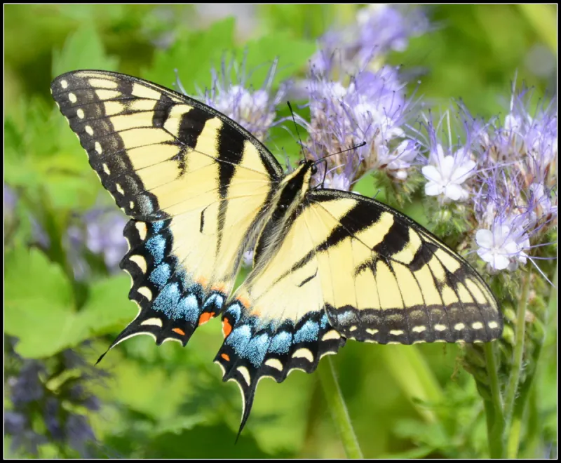 a beautiful butterfly