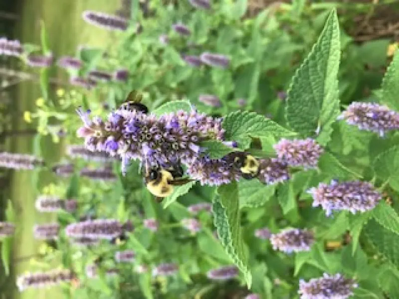 two bees drinking nectar