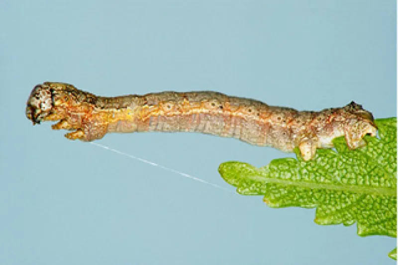 Figure 10a