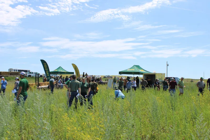people observing tall grasses in a field