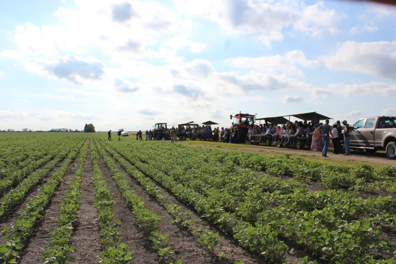 a crop row