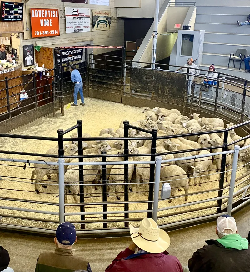 sheep in an indoor pen