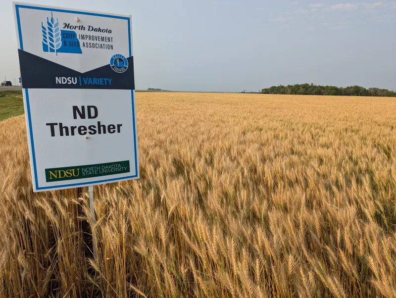 ND Thresher wheat growing in a field