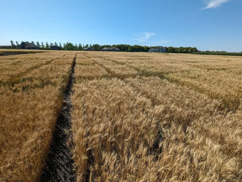 wheat field