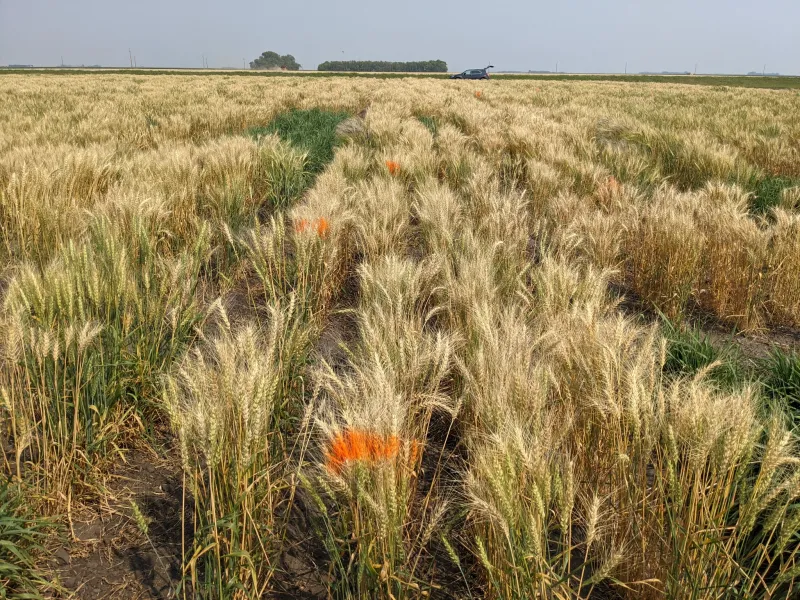 Wheat field with orange marking spray