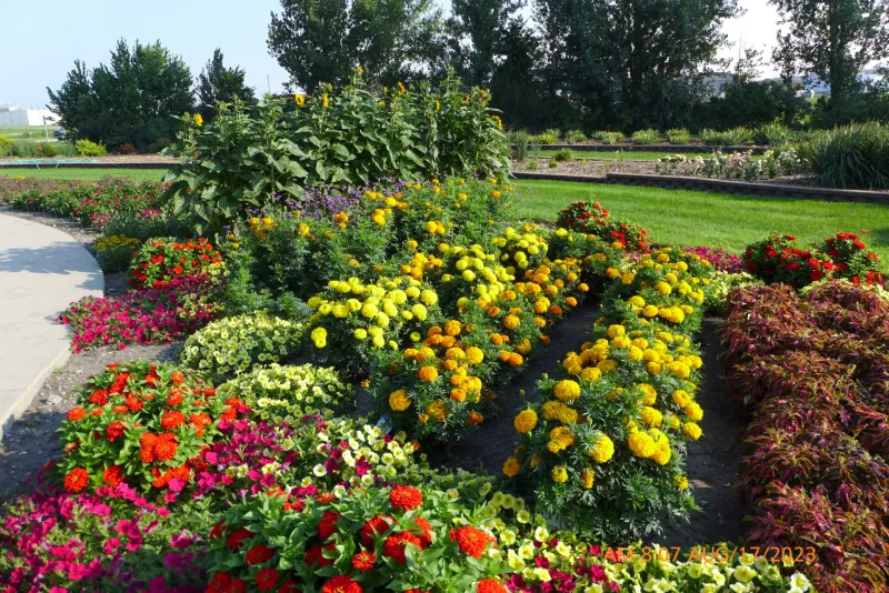 All America Selections Garden at NDSU Gardens