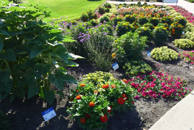 All America Selections Garden at NDSU Gardens