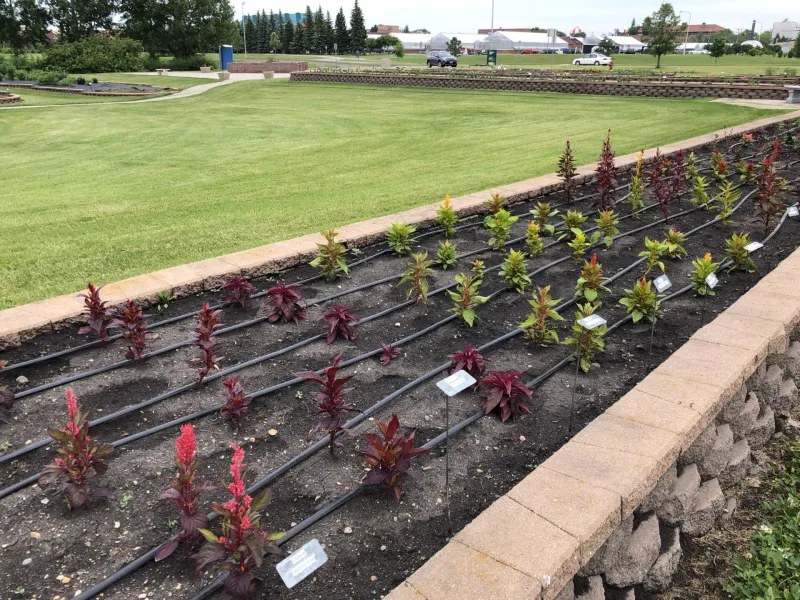 Annual Flower Trials at NDSU Gardens