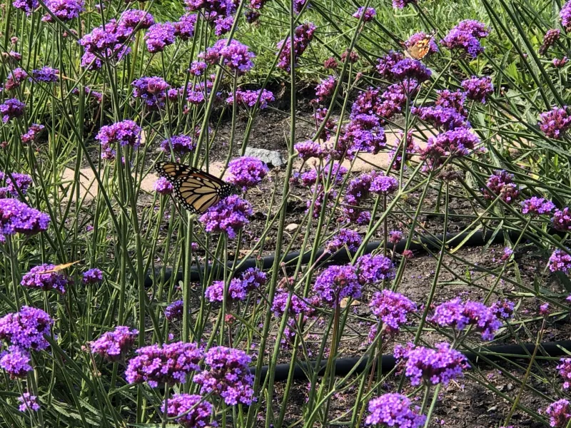 Annual Flower Trials | NDSU Agriculture