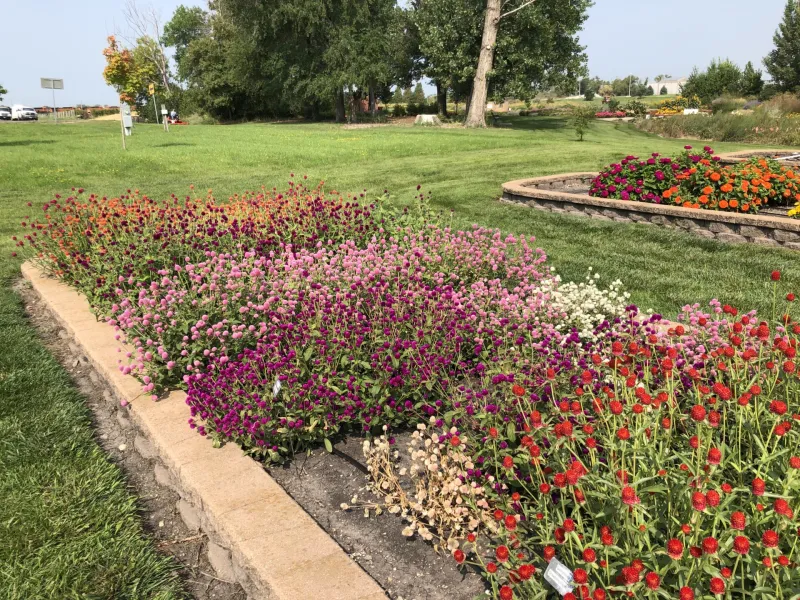 Annual Flower Trials at NDSU Gardens