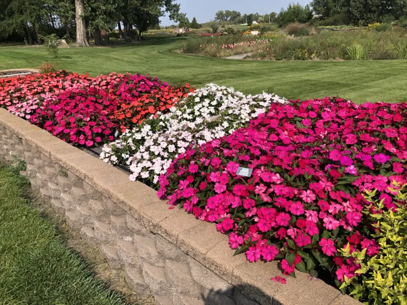 Annual Flower Trials at NDSU Gardens